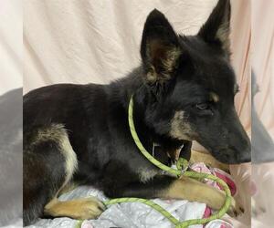 German Shepherd Dog-Unknown Mix Dogs for adoption in Modesto, CA, USA