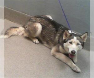 Siberian Husky-Unknown Mix Dogs for adoption in Las Vegas, NV, USA