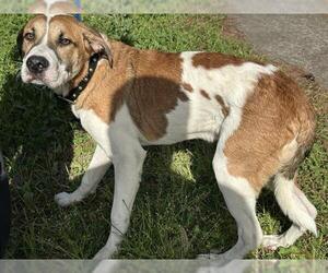 Catahoula Leopard Dog-Unknown Mix Dogs for adoption in Houston, TX, USA
