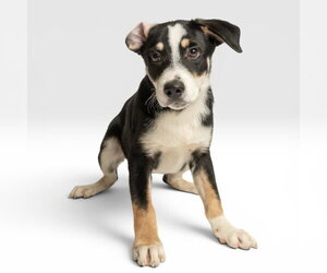Australian Shepherd-Unknown Mix Dogs for adoption in Rowlett, TX, USA