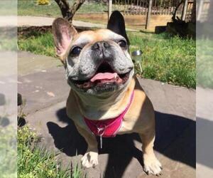 French Bulldog Dogs for adoption in Monkton, MD, USA