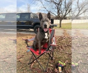 Mutt Dogs for adoption in Sandy, UT, USA