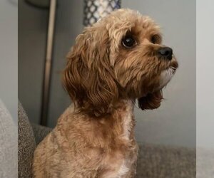 Cockapoo Dogs for adoption in Vail, AZ, USA