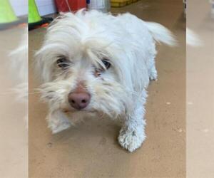 Poodle (Miniature)-Unknown Mix Dogs for adoption in Chula Vista, CA, USA