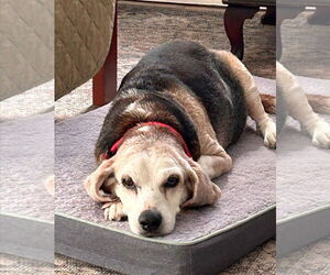 Beagle Dogs for adoption in Dunnellon, FL, USA