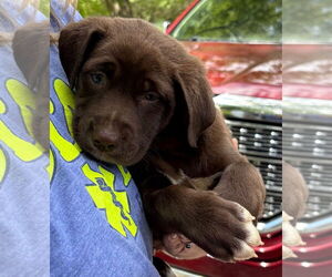 Huskies -Rottweiler Mix Dogs for adoption in Clarkston, MI, USA