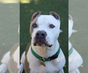 American Bulldog-Unknown Mix Dogs for adoption in Beverly Hills, CA, USA