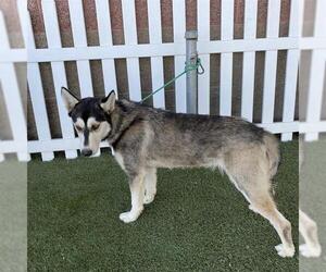 Siberian Husky-Unknown Mix Dogs for adoption in Modesto, CA, USA