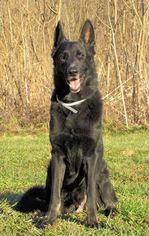 German Shepherd Dog Dogs for adoption in Batavia, OH, USA
