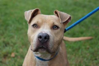 American Pit Bull Terrier Dogs for adoption in Matthews, NC, USA