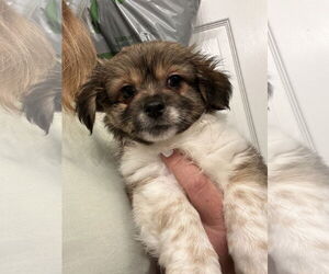 Medium Photo #2 Chihuahua-Unknown Mix Puppy For Sale in Holly Springs, NC, USA