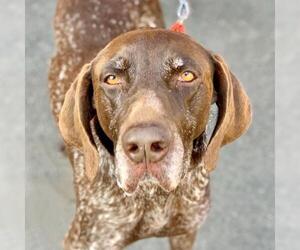 German Shorthaired Pointer Dogs for adoption in Canton, CT, USA
