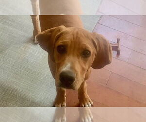 Mutt Dogs for adoption in Wheaton, IL, USA