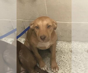 Labrador Retriever-Unknown Mix Dogs for adoption in Conroe, TX, USA