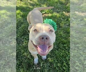American Pit Bull Terrier-Unknown Mix Dogs for adoption in Modesto, CA, USA