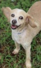 Cocker Spaniel Dogs for adoption in Garland, TX, USA