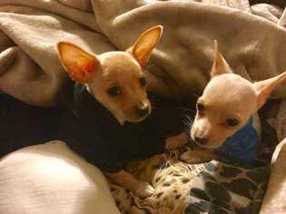Chihuahua Dogs for adoption in Livermore, CA, USA
