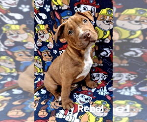 American Pit Bull Terrier Dogs for adoption in Lake City, MI, USA