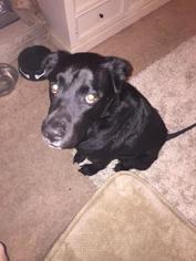 Labrador Retriever-Unknown Mix Dogs for adoption in Mission, KS, USA