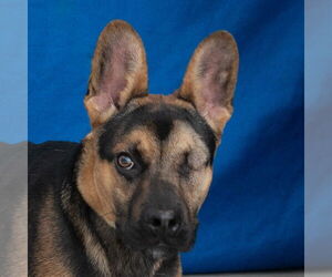 French Bulldog-German Shepherd Dog Mix Dogs for adoption in Pasadena, CA, USA