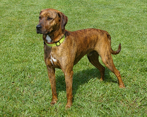 Catahoula Leopard Dog-Unknown Mix Dogs for adoption in Fletcher, NC, USA