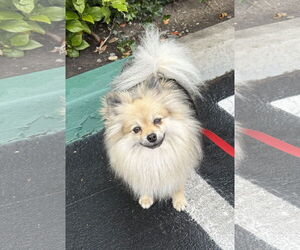 Pomeranian Dogs for adoption in Lake Elsinore, CA, USA