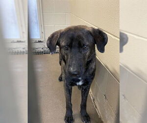 Dutch Shepherd -Unknown Mix Dogs for adoption in Waco, TX, USA