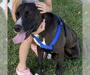 American Staffordshire Terrier-Unknown Mix Dogs for adoption in Fort Pierce, FL, USA