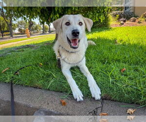 Labrador Retriever-Unknown Mix Dogs for adoption in San Diego, CA, USA