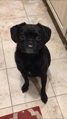 Pug Dogs for adoption in Anchorage, AK, USA