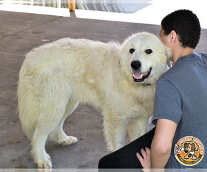 Great Pyrenees Dogs for adoption in Mt Vernon, IN, USA