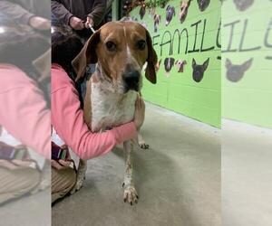 Coonhound Dogs for adoption in Elmsford, NY, USA