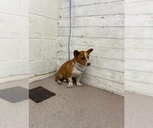 Mutt Dogs for adoption in San Bernardino, CA, USA
