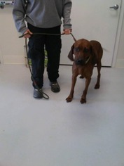 Medium Photo #1 Redbone Coonhound Puppy For Sale in Mt. Gilead, OH, USA
