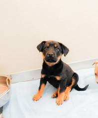 German Shepherd Dog Dogs for adoption in Ponca City, OK, USA