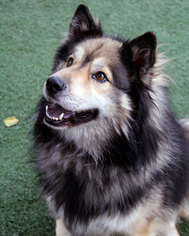 Chow Chow-Keeshond Mix Dogs for adoption in Anaheim, CA, USA
