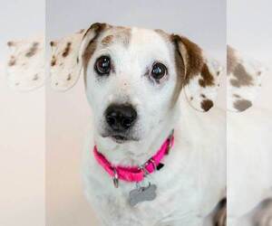 Doxle Dogs for adoption in Kennesaw, GA, USA