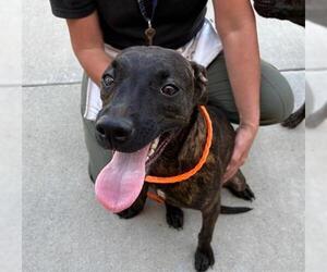 American Pit Bull Terrier Dogs for adoption in Tulsa, OK, USA