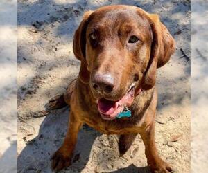 Redbone Coonhound Dogs for adoption in Freeport, FL, USA