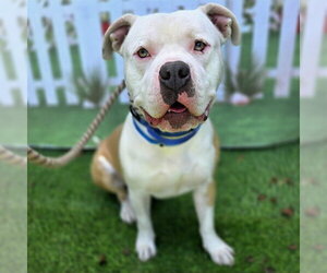 Mutt Dogs for adoption in Long Beach, CA, USA