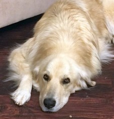 Golden Pyrenees Dogs for adoption in Boonton, NJ, USA
