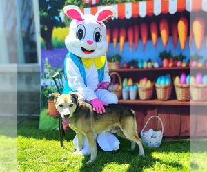 American Pit Bull Terrier-Huskies  Mix Dogs for adoption in Long Beach, CA, USA