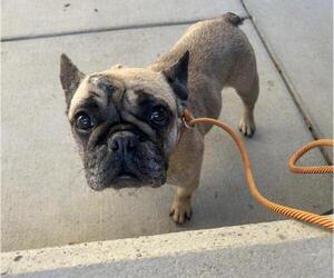 French Bulldog Dogs for adoption in Martinez, CA, USA