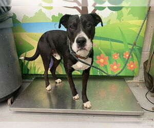 American Pit Bull Terrier Dogs for adoption in Waco, TX, USA