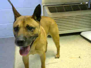 Basenji Dogs for adoption in Atlanta, GA, USA