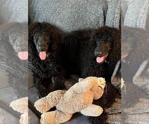 Poodle (Standard)-Unknown Mix Dogs for adoption in Rancho Cordova, CA, USA