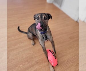 Mutt Dogs for adoption in San Francisco, CA, USA