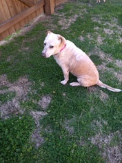 Basset Hound Dogs for adoption in Huntsville, AL, USA