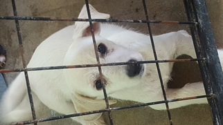 Medium Photo #1 Chiweenie Puppy For Sale in Brooksville, FL, USA