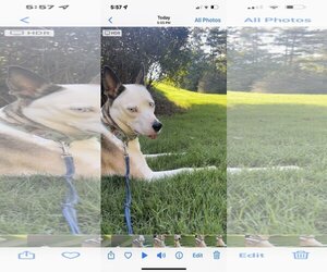 Huskies -Unknown Mix Dogs for adoption in Acworth, GA, USA